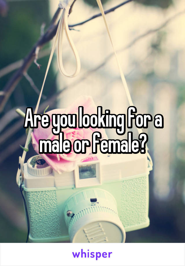 Are you looking for a male or female?