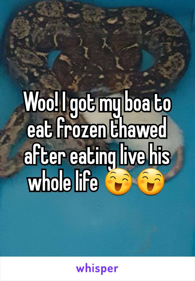 Woo! I got my boa to eat frozen thawed after eating live his whole life 😄😄