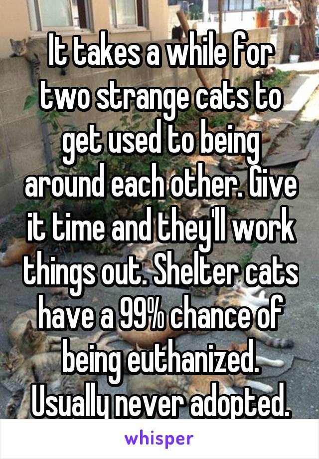 It takes a while for two strange cats to get used to being around each other. Give it time and they'll work things out. Shelter cats have a 99% chance of being euthanized. Usually never adopted.