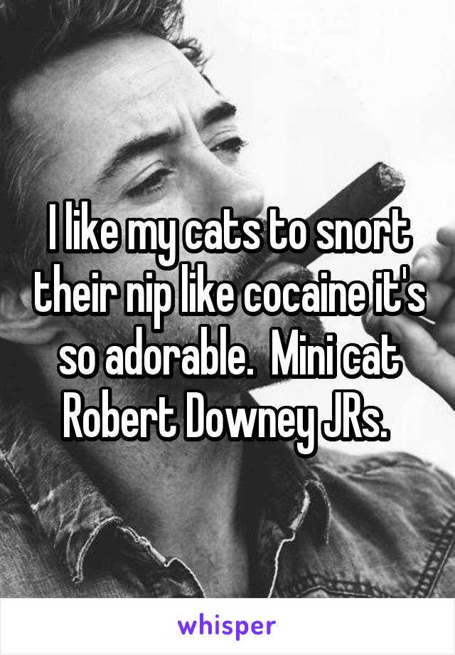 I like my cats to snort their nip like cocaine it's so adorable.  Mini cat Robert Downey JRs. 