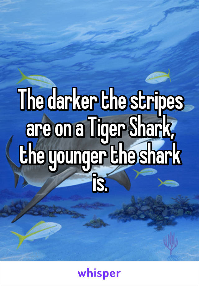 The darker the stripes are on a Tiger Shark, the younger the shark is.