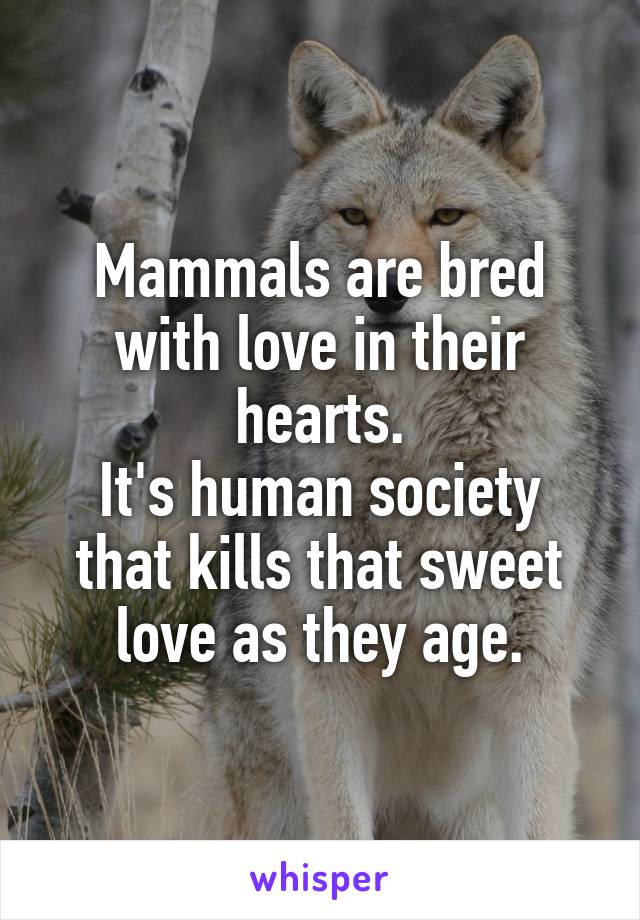 Mammals are bred with love in their hearts.
It's human society that kills that sweet love as they age.