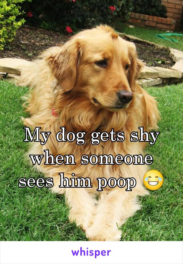 My dog gets shy when someone sees him poop 😂