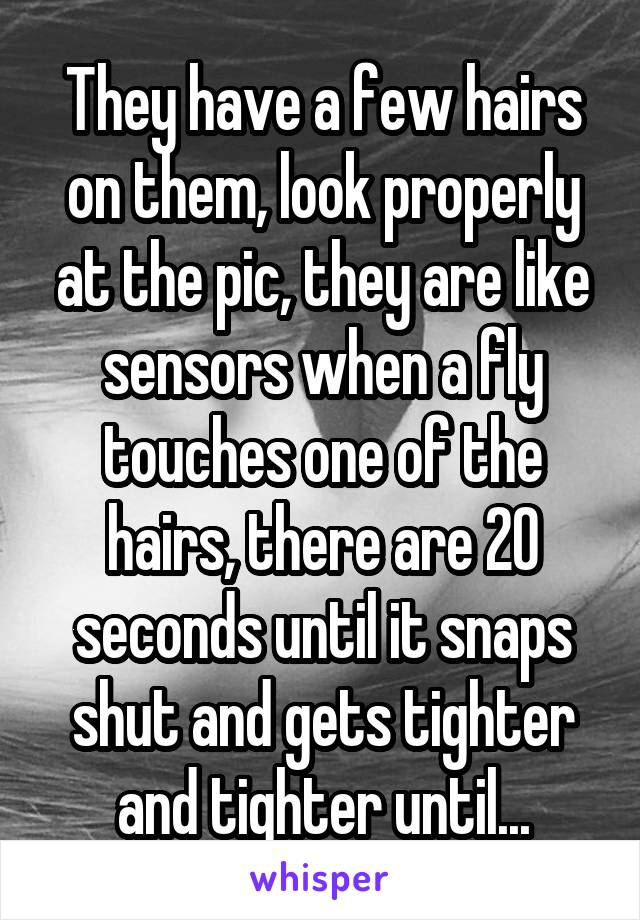 They have a few hairs on them, look properly at the pic, they are like sensors when a fly touches one of the hairs, there are 20 seconds until it snaps shut and gets tighter and tighter until...