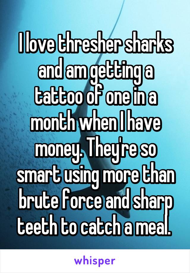 I love thresher sharks and am getting a tattoo of one in a month when I have money. They're so smart using more than brute force and sharp teeth to catch a meal. 