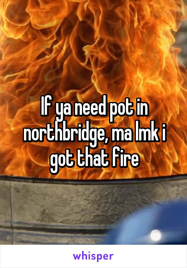 If ya need pot in northbridge, ma lmk i got that fire