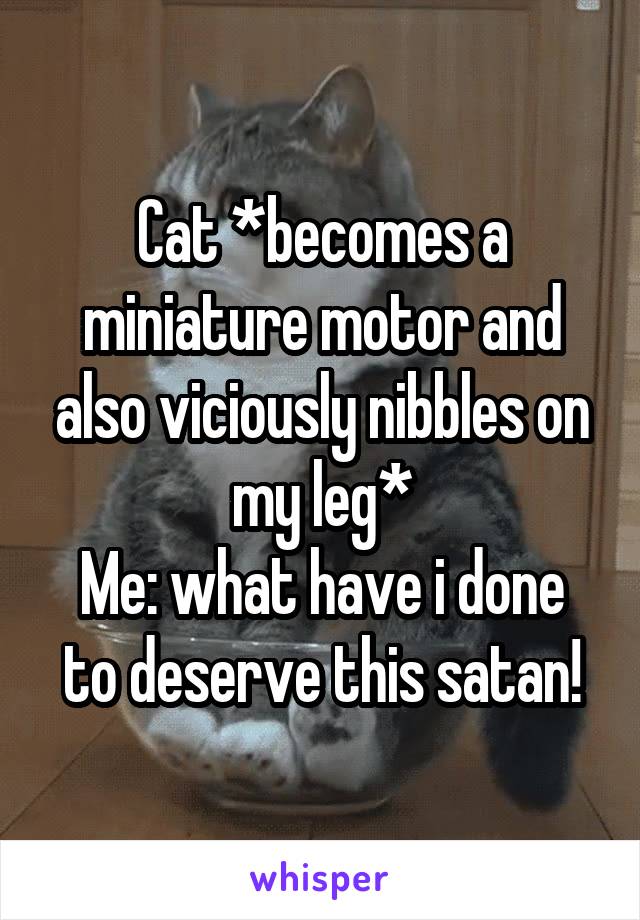 Cat *becomes a miniature motor and also viciously nibbles on my leg*
Me: what have i done to deserve this satan!