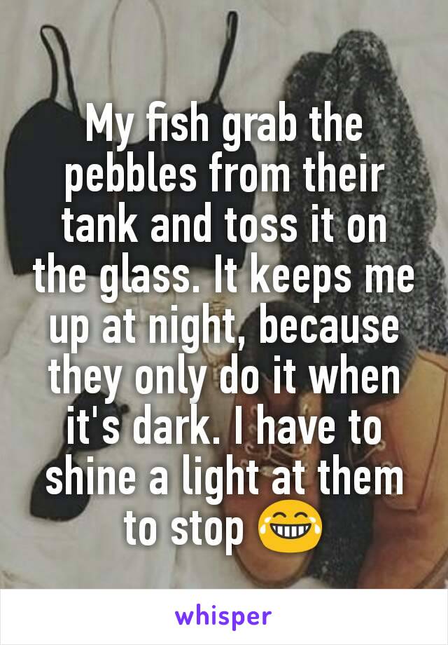 My fish grab the pebbles from their tank and toss it on the glass. It keeps me up at night, because they only do it when it's dark. I have to shine a light at them to stop 😂