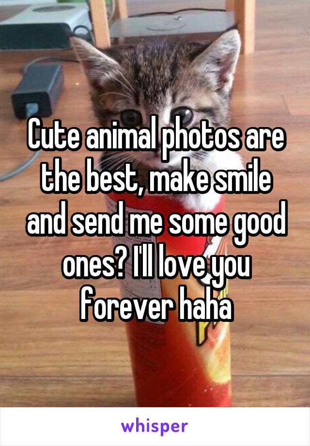 Cute animal photos are the best, make smile and send me some good ones? I'll love you forever haha