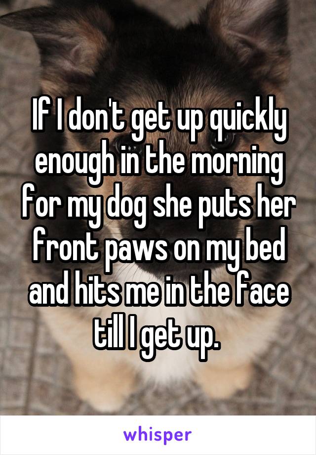 If I don't get up quickly enough in the morning for my dog she puts her front paws on my bed and hits me in the face till I get up. 