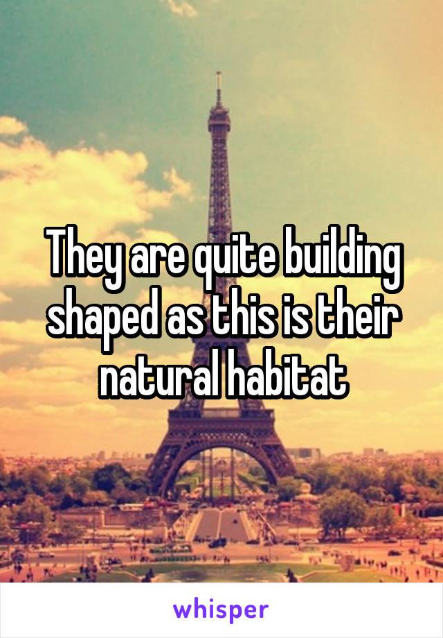 They are quite building shaped as this is their natural habitat