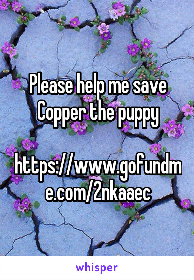 Please help me save Copper the puppy

https://www.gofundme.com/2nkaaec