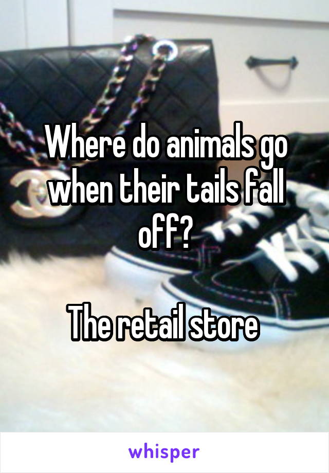 Where do animals go when their tails fall off?

The retail store 