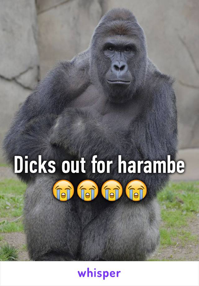 Dicks out for harambe 😭😭😭😭