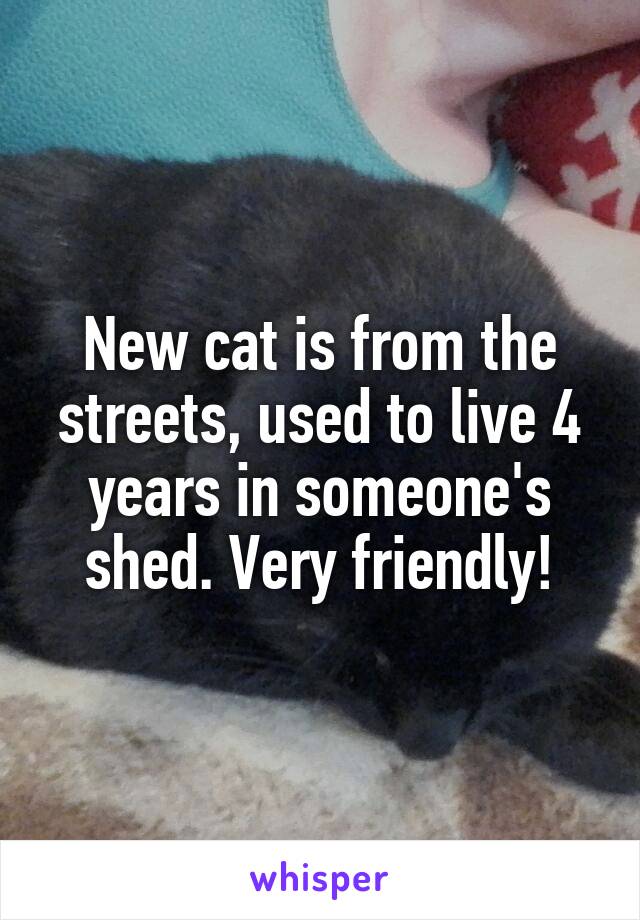 New cat is from the streets, used to live 4 years in someone's shed. Very friendly!