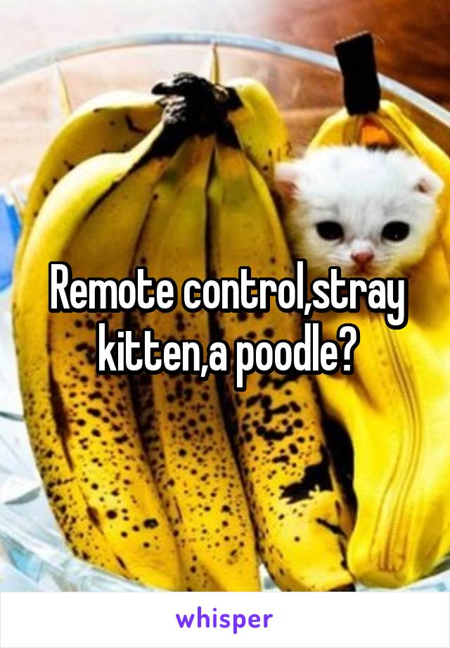 Remote control,stray kitten,a poodle?