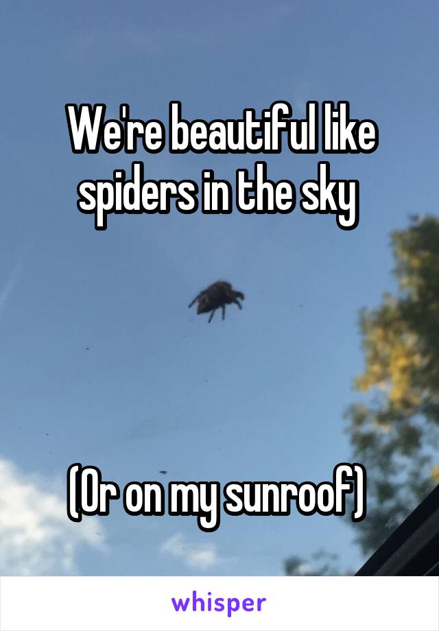 We're beautiful like spiders in the sky 




(Or on my sunroof) 