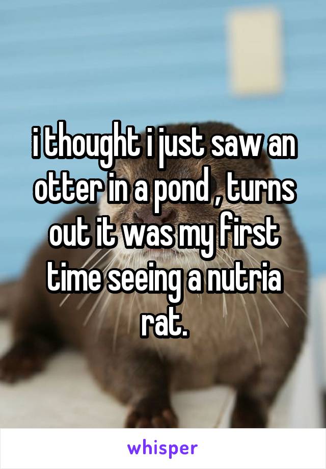 i thought i just saw an otter in a pond , turns out it was my first time seeing a nutria rat.