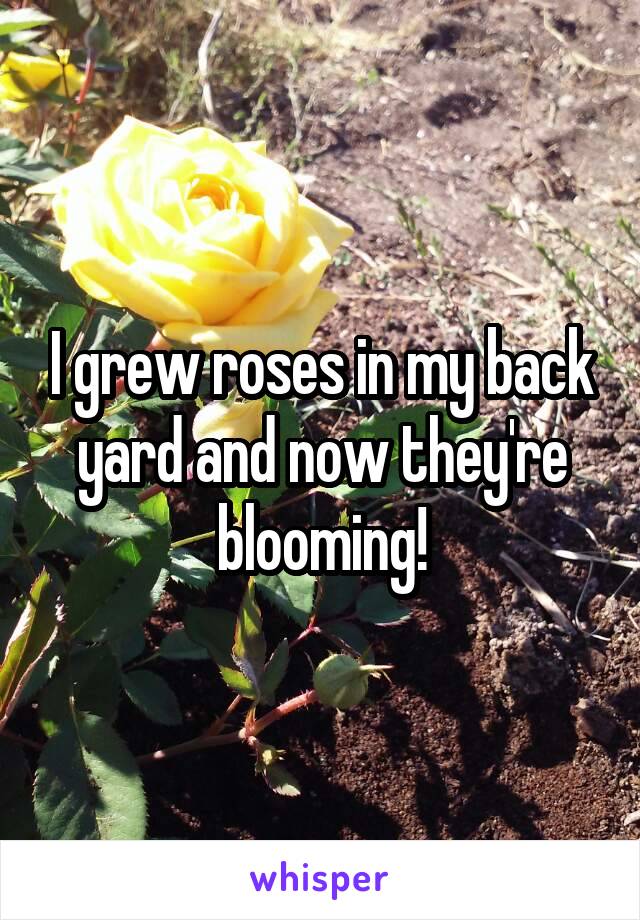 I grew roses in my back yard and now they're blooming!