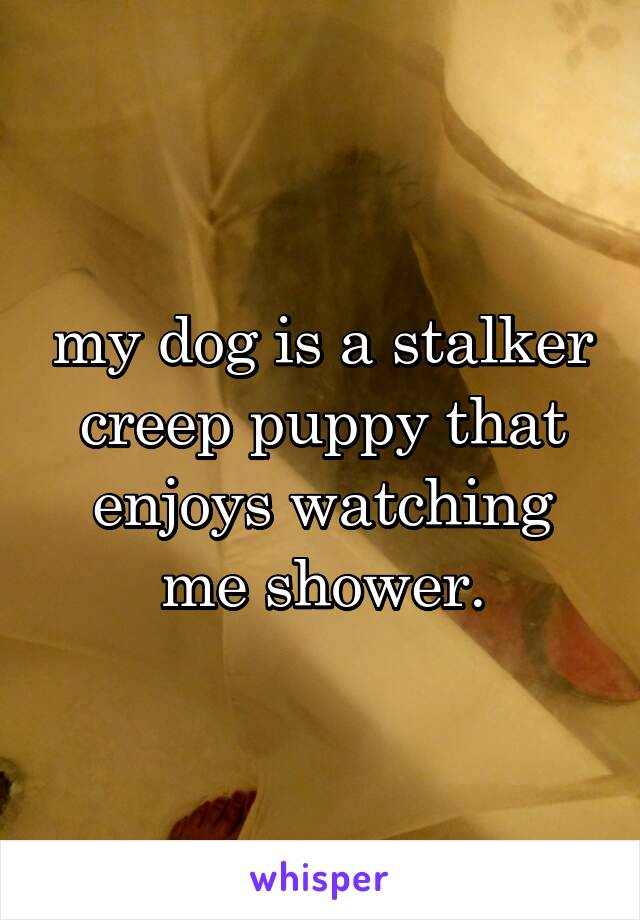 my dog is a stalker creep puppy that enjoys watching me shower.