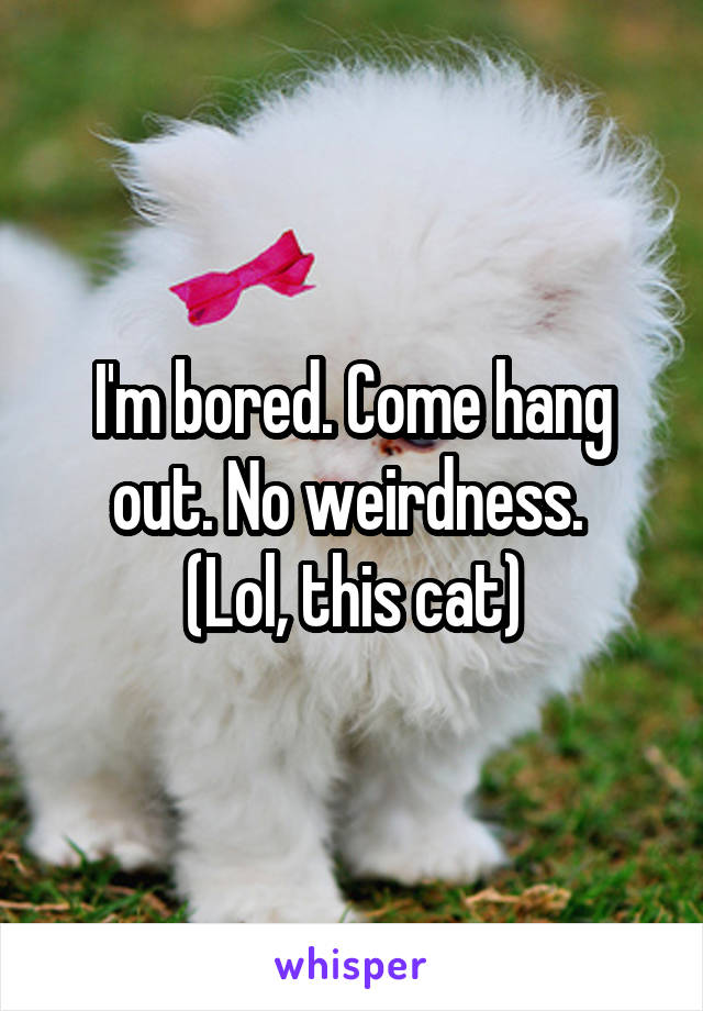 I'm bored. Come hang out. No weirdness. 
(Lol, this cat)