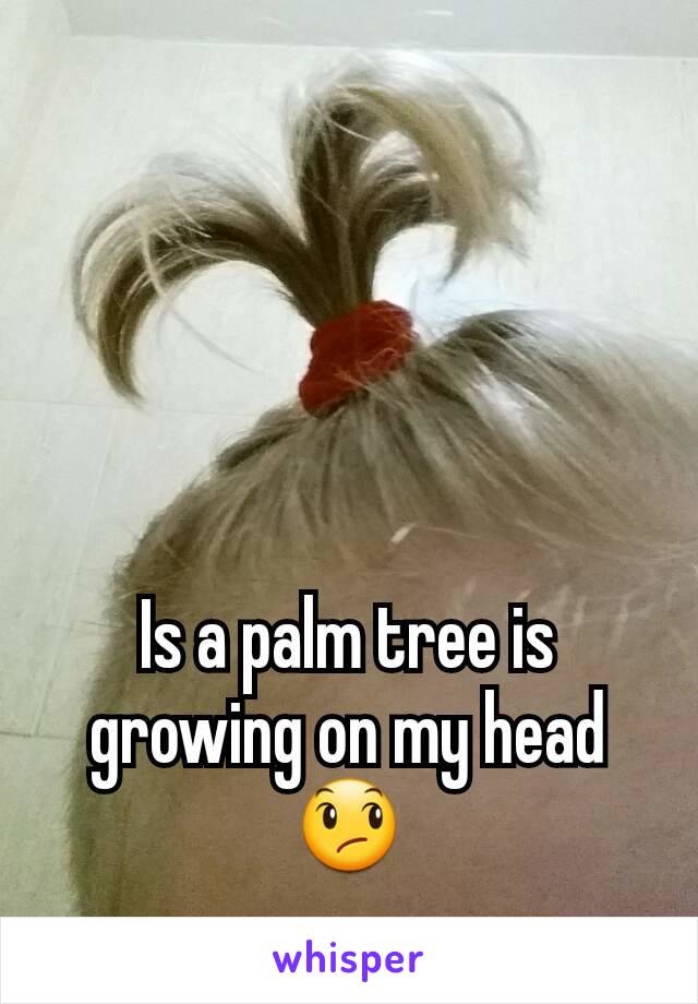 Is a palm tree is growing on my head😞