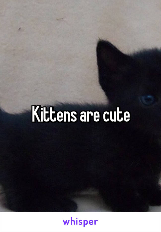 Kittens are cute