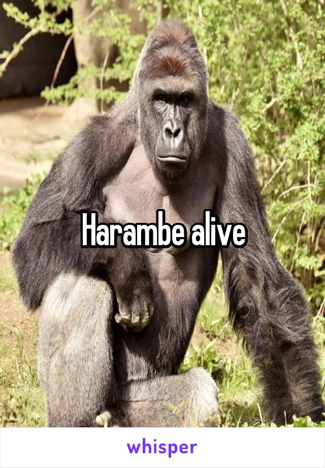 Harambe alive