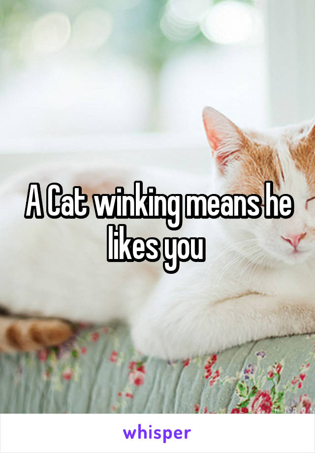 A Cat winking means he likes you 
