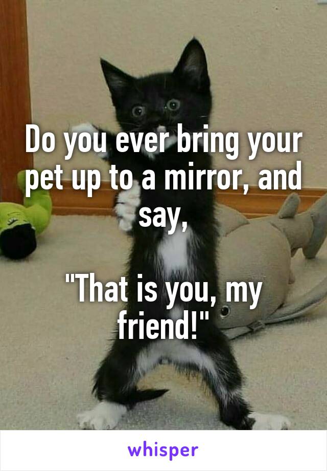 Do you ever bring your pet up to a mirror, and say,

"That is you, my friend!"
