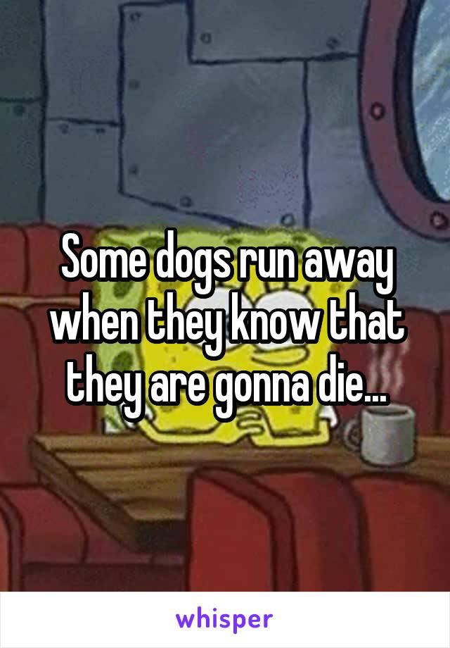 Some dogs run away when they know that they are gonna die...