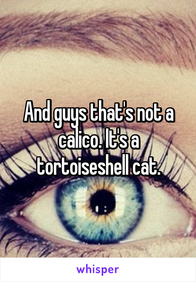 And guys that's not a calico. It's a tortoiseshell cat.