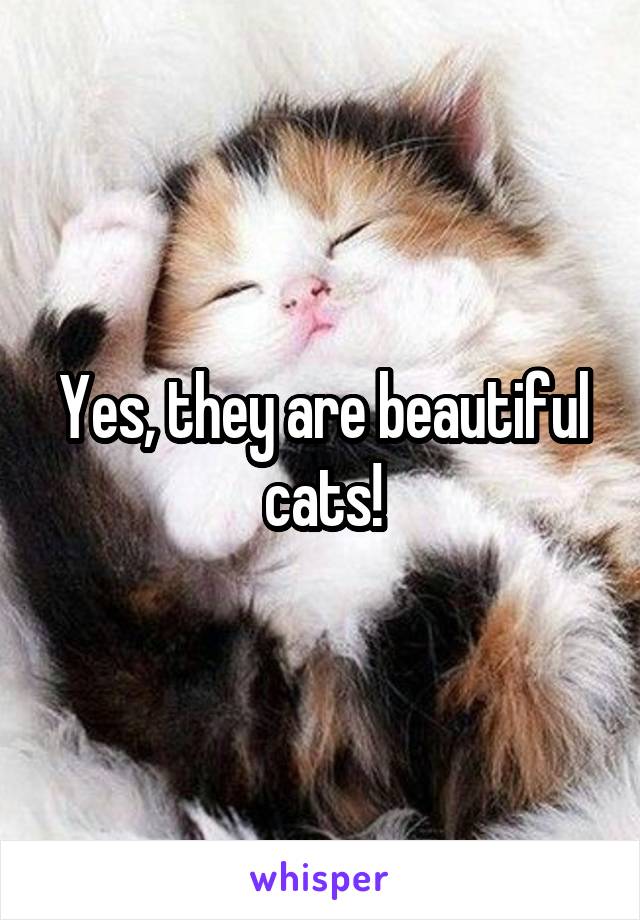 Yes, they are beautiful cats!