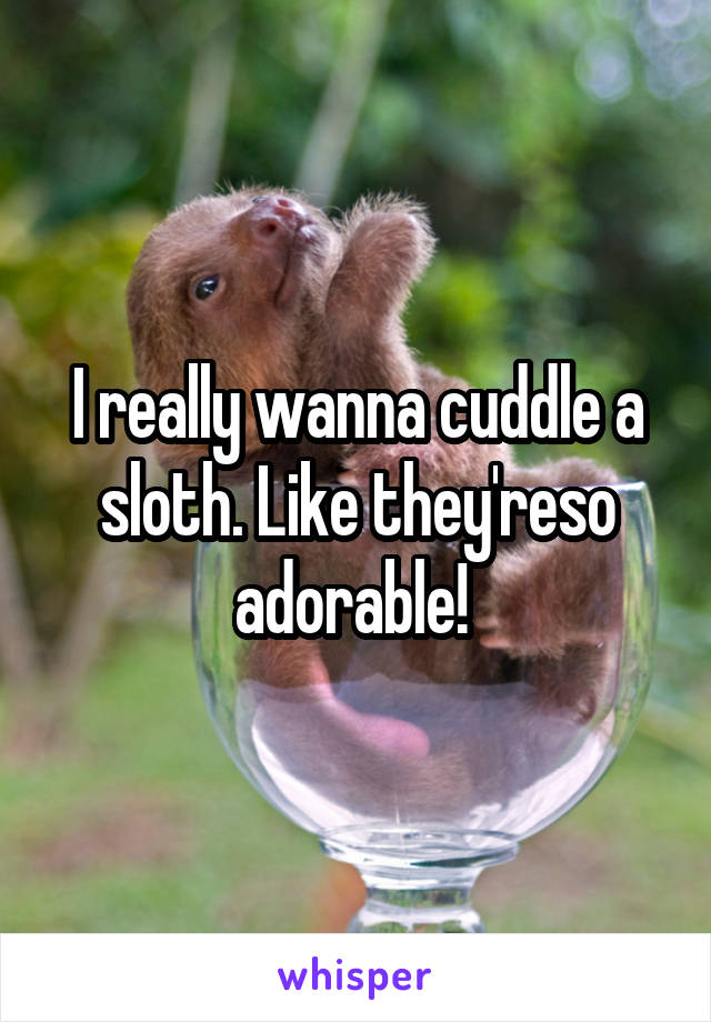 I really wanna cuddle a sloth. Like they'reso adorable! 