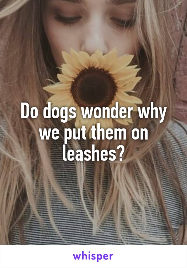 Do dogs wonder why we put them on leashes?
