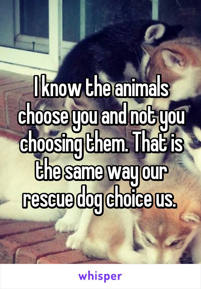 I know the animals choose you and not you choosing them. That is the same way our rescue dog choice us. 