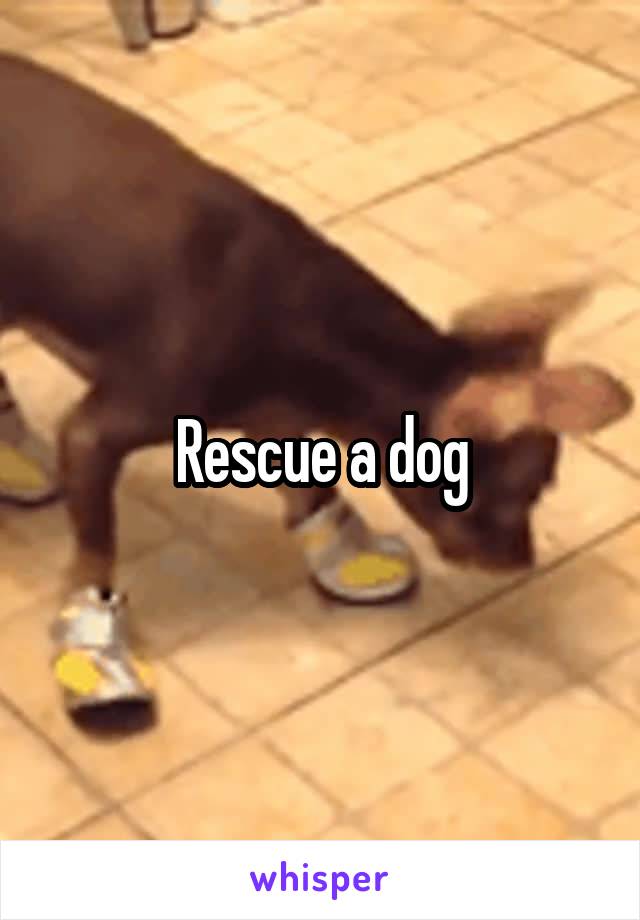 Rescue a dog
