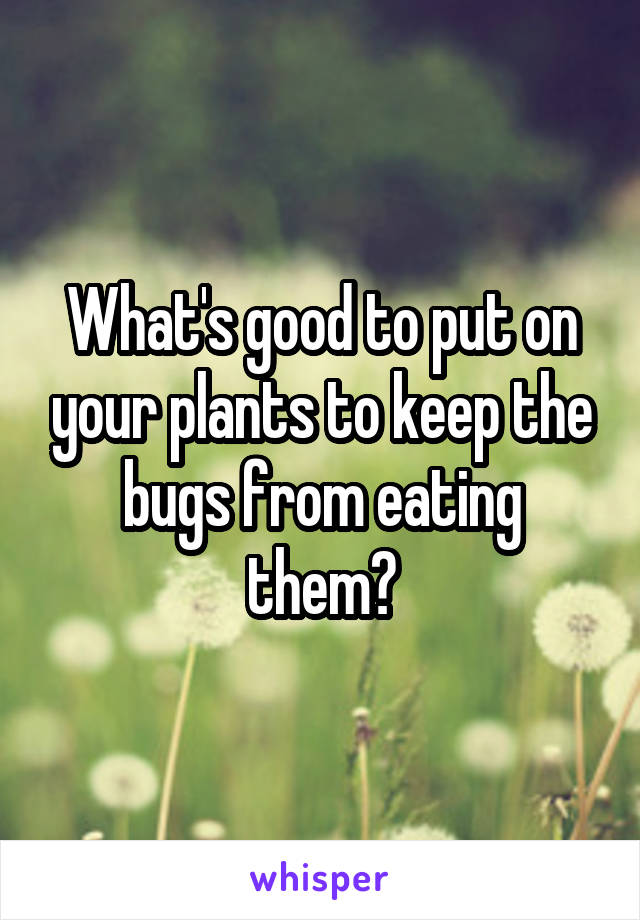 What's good to put on your plants to keep the bugs from eating them?