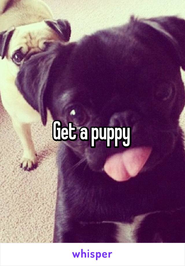 Get a puppy 
