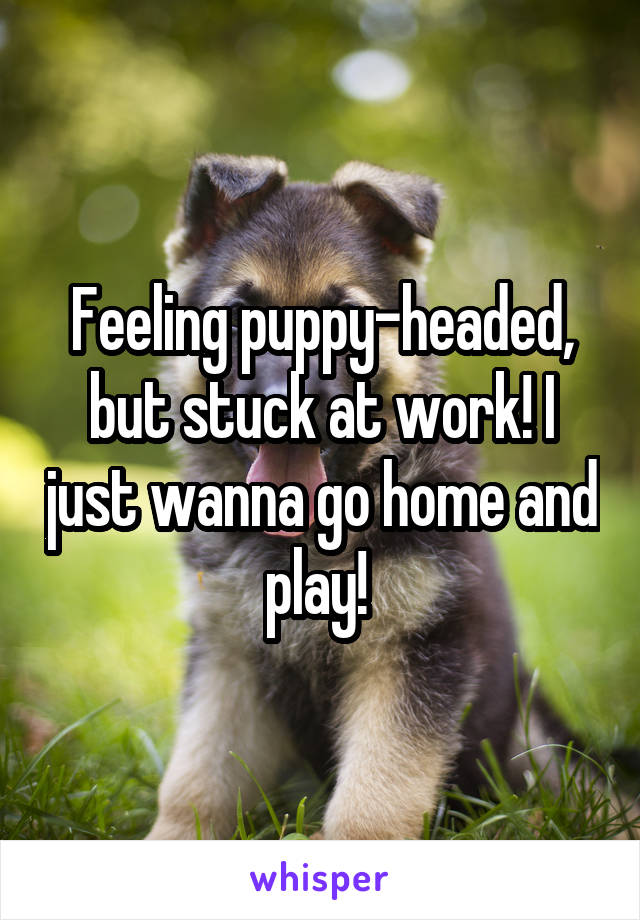 Feeling puppy-headed, but stuck at work! I just wanna go home and play! 