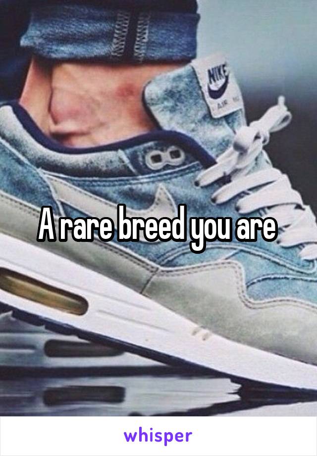A rare breed you are 