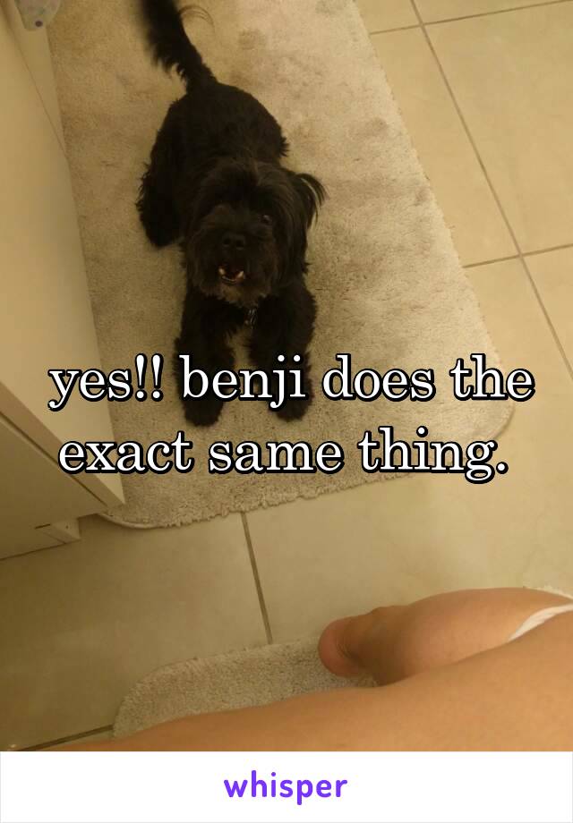 yes!! benji does the exact same thing. 