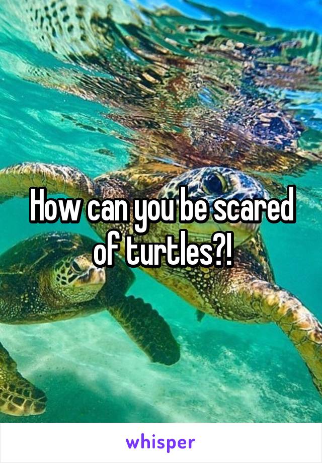 How can you be scared of turtles?!