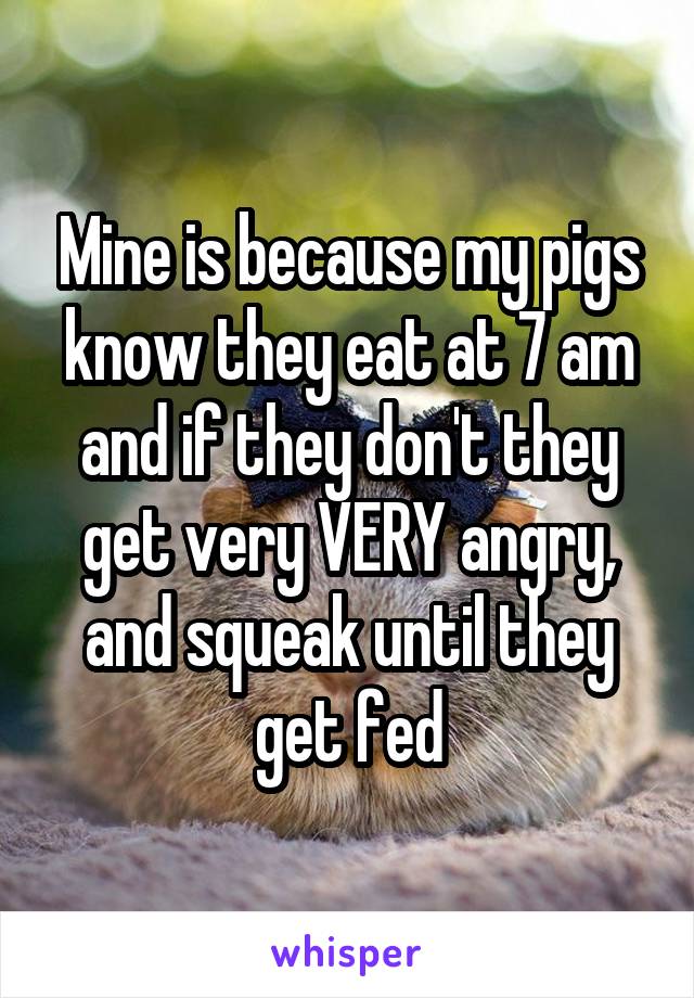 Mine is because my pigs know they eat at 7 am and if they don't they get very VERY angry, and squeak until they get fed
