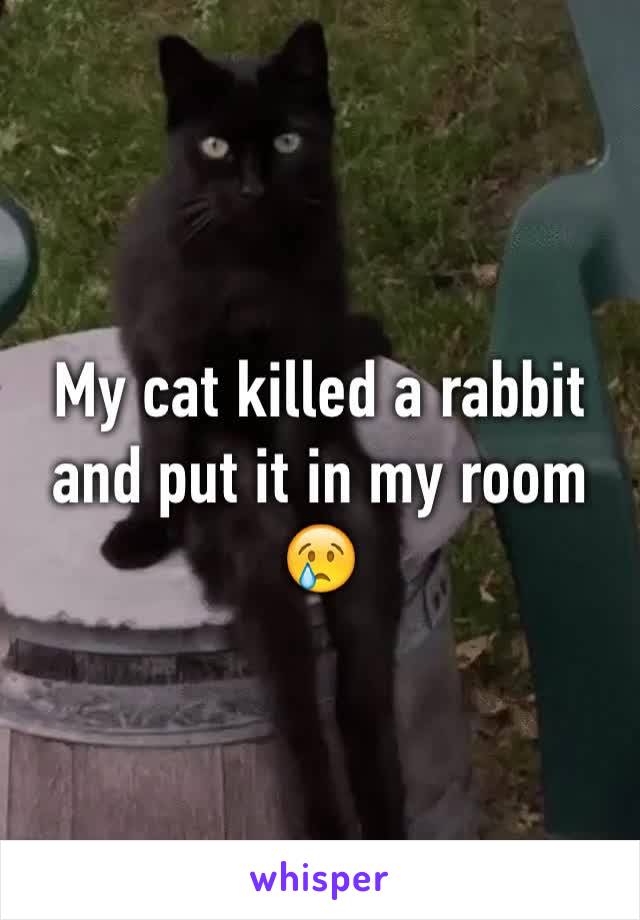 My cat killed a rabbit and put it in my room
😢