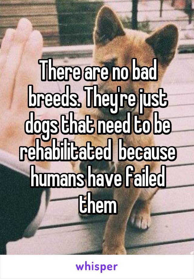 There are no bad breeds. They're just dogs that need to be rehabilitated  because humans have failed them