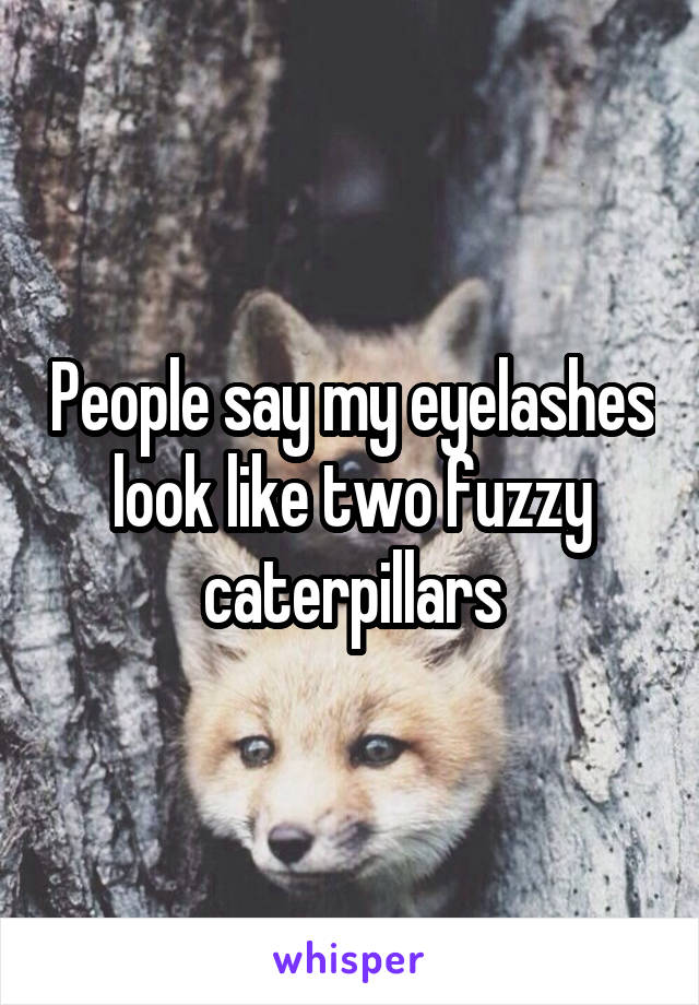 People say my eyelashes look like two fuzzy caterpillars