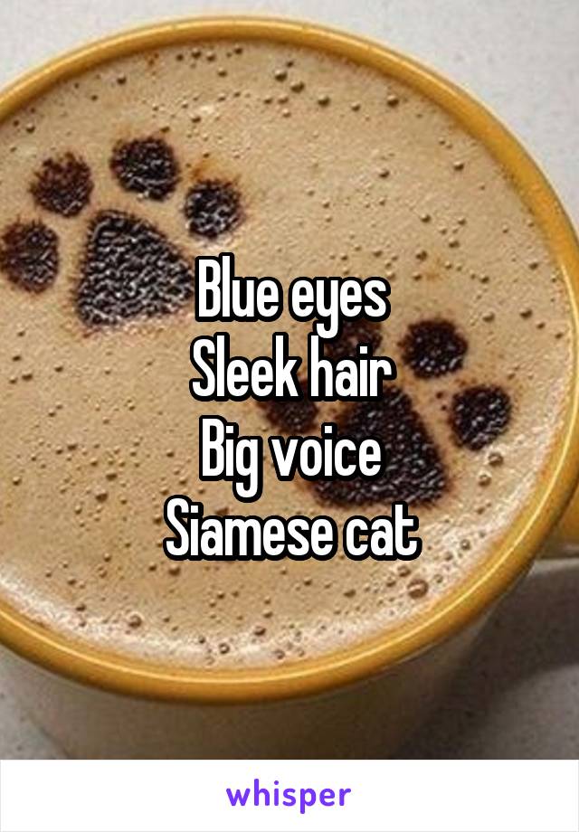 Blue eyes
Sleek hair
Big voice
Siamese cat