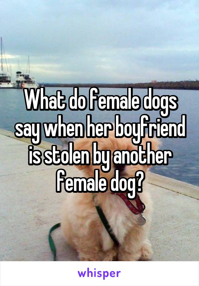What do female dogs say when her boyfriend is stolen by another female dog?