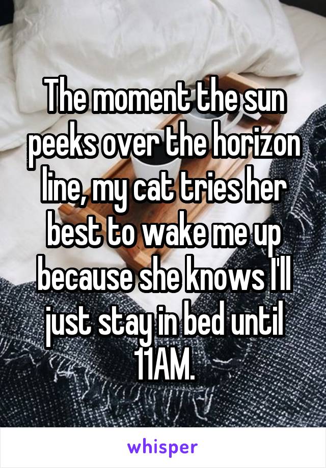 The moment the sun peeks over the horizon line, my cat tries her best to wake me up because she knows I'll just stay in bed until 11AM.
